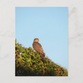 Sparrowhawk Postkarte
