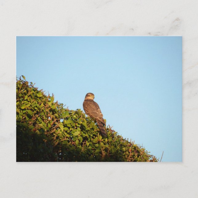 Sparrowhawk Postkarte (Vorderseite)