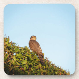 Sparrowhawk Untersetzer