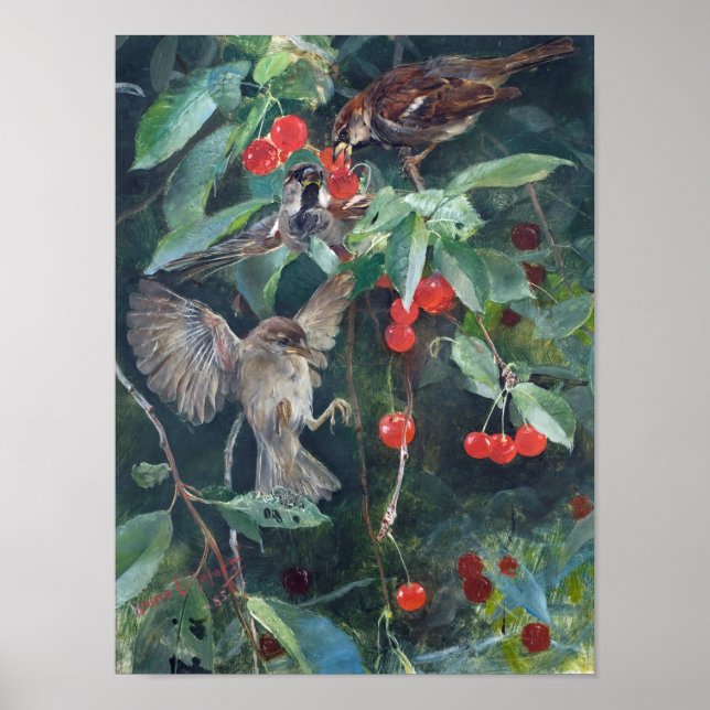 Sparrows in einem Kirschbaum, Bruno Liljefors Poster (Vorne)