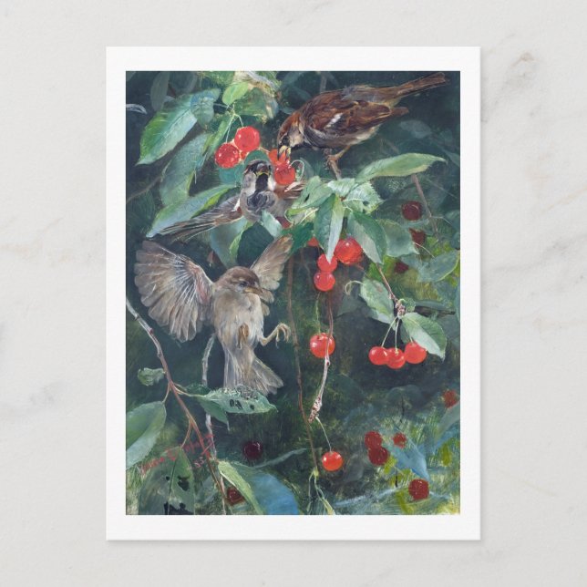 Sparrows in einem Kirschbaum, Bruno Liljefors Postkarte (Vorderseite)