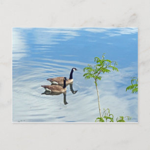 Spaß beim Schwimmen Postkarte