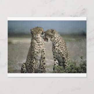 Spaß mit Cheetahs! Postkarte