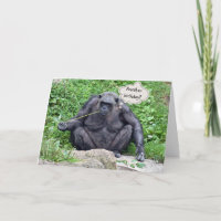 Spaß zum Geburtstag mit Schimpansen