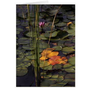 Spate Summer Lilly Pond