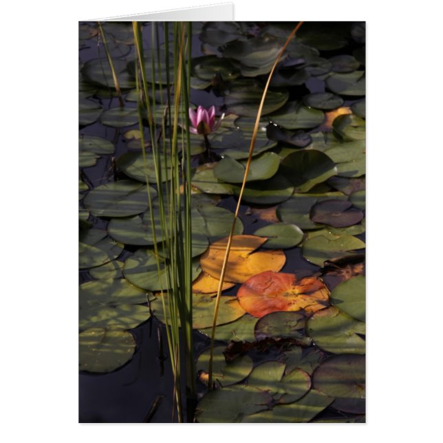 Spate Summer Lilly Pond (Vorne)