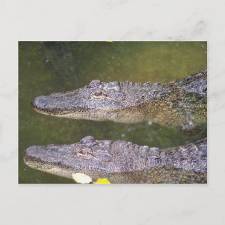 Spater Gator Postkarte