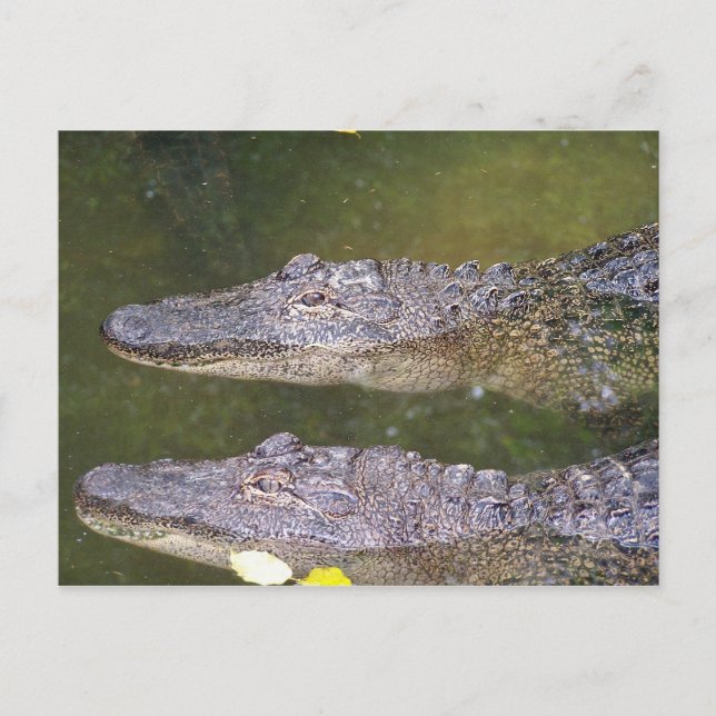 Spater Gator Postkarte (Vorderseite)