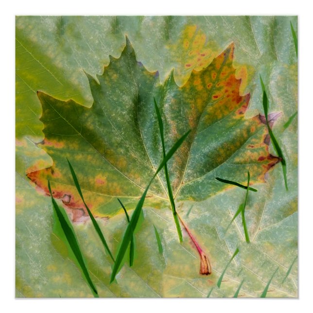 Später Herbst Poster (Vorderseite)