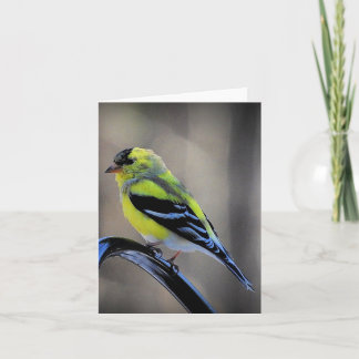 Später Nachmittag Goldfinch leer innen Karte