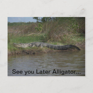 Spätere Alligator sehen Postkarte
