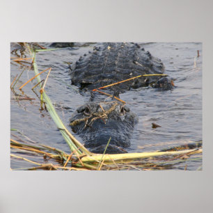 Späterer Alligator Poster