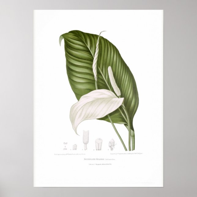 Spathiphyllopsis minahassae poster (Vorne)