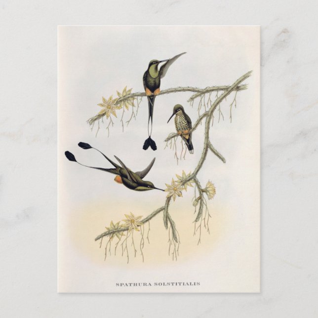 Spathura Solstitialis Postkarte (Vorderseite)