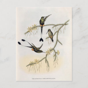 Spathura Solstitialis Postkarte