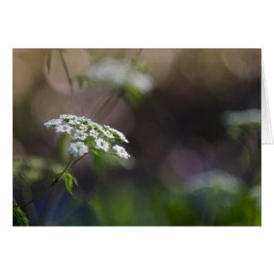 Spätsommer-Spitze