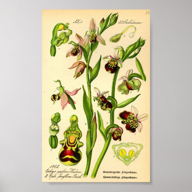 Spätspinne Orchid (Ophrys fuciflora) Poster (Vorne)