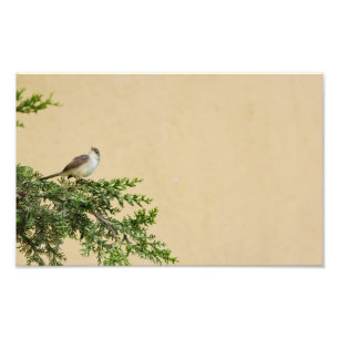 Spatz Fotodruck