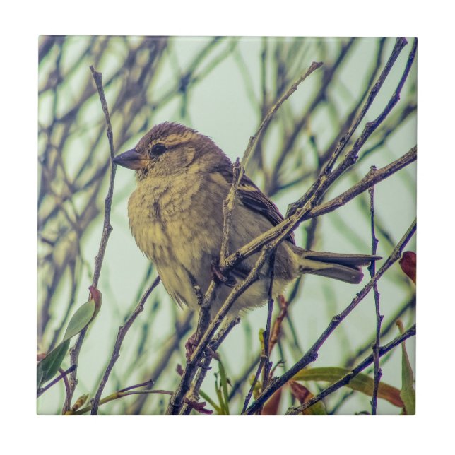 Spatz im Baum Fliese (Vorderseite)
