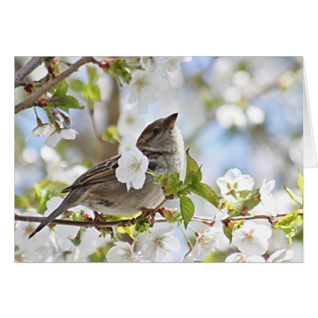 Spatz in den Kirschblüten (Vorderseite (Horizontal))
