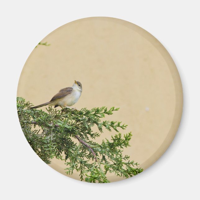 Spatz Magnet (Vorne)