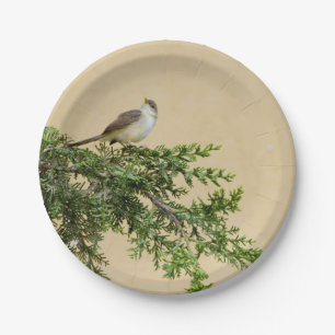 Spatz  pappteller