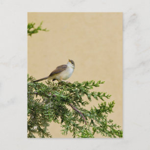 Spatz Postkarte
