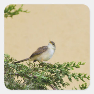Spatz quadratischer aufkleber