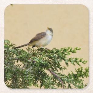 Spatz rechteckiger pappuntersetzer