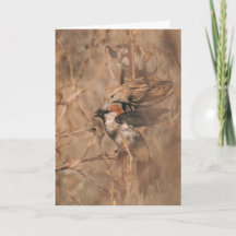 Spatz Vogel Lustiger Vogelbeobachter Ruhestand Gra
