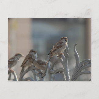 Spatzen Postkarte