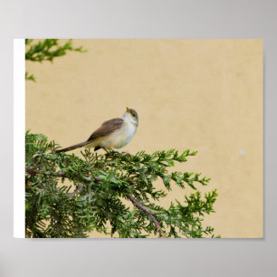 Spatzen Postkarte Poster