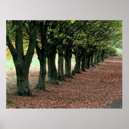 Spazieren Sie durch den Wald Poster