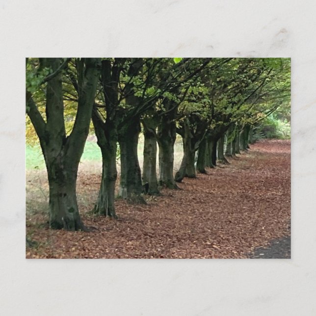 Spazieren Sie durch den Wald Postkarte (Vorderseite)