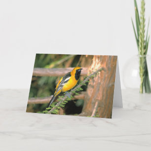 Spaziergang auf der Wilden Seite - Oriole Karte