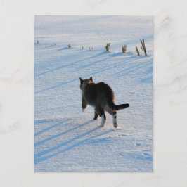 Spaziergang im Cornfield Postkarte