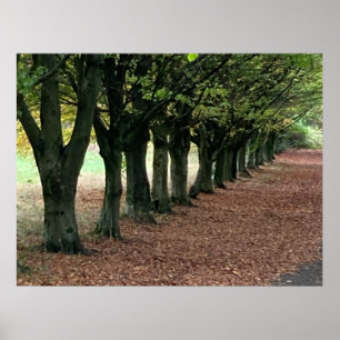 Spaziergang im Wald Poster