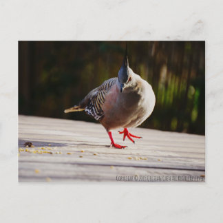 Spaziergang Postkarte