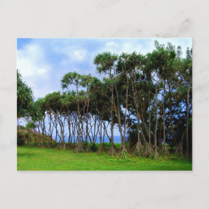 Spaziergänge zu Palmen in Hawaii Postkarte