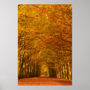Spazierweg durch den Wald in Herbstposter Poster