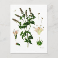 Spearmint Botanischer Zeichn
