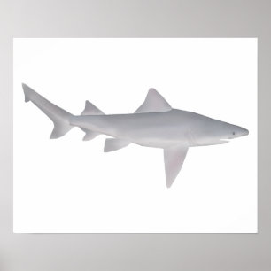 Spearzahnhai Poster