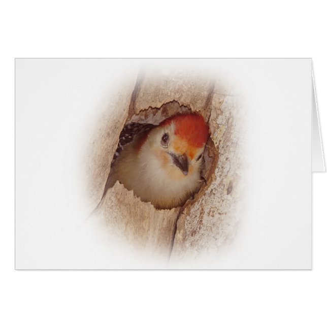 Specht (Vorderseite (Horizontal))