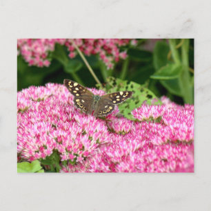 Speckholz - Schmetterling auf See Postkarte