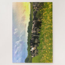 Speckle Park Rinder unter Regendusche, Sonnenunter