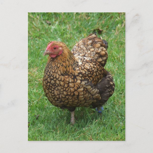 Speckled Chicken Postcard Postkarte (Vorderseite)