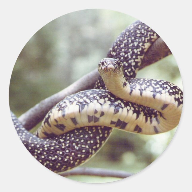 Speckled King Snake Sticker (Vorderseite)