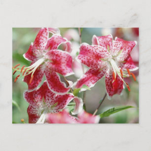 Speckled & Red! Postkarte
