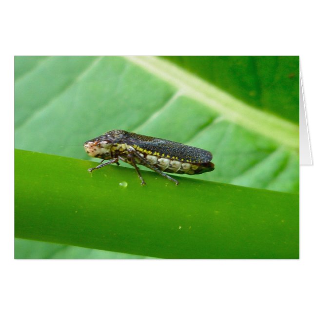 Speckled Sharpshooter Leaf Hopper Items (Vorderseite (Horizontal))