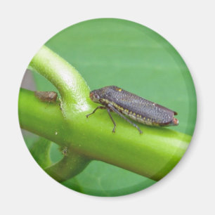 Speckled Sharpshooter Leaf Hopper Items Magnet